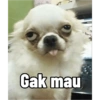 Gak mau