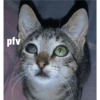 pfv