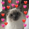 Cheio de amor ❤️🥰 5