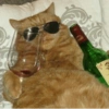 Gatinhos reagindo 11