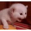 Gatinhos reagindo 9