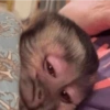 Monkey meme 🐒⭐ 21
