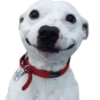 Cute Dogs  10
