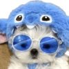 Animais fofinhos 8