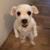 Cachorros caóticos e fofos🤣😍 12