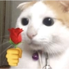 Kucing akmal 12