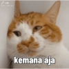 Kucing imlek 7