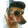 Cute Dogs  12