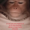 y a mi que me importa si no te doy buenas . vibras, ni que fuera vibrador
