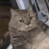 Gatos raros 10