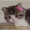 @gatitospostingsad creo que se te olvidó que existo