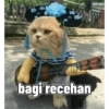 Kucing imlek 10