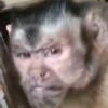 Monkey meme 🐒⭐ 28