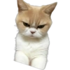 Gatitos 30