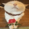 MICHIS 🥰🐱 26