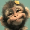 Monyet monkey 7