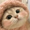 Gatitos bonitos 😺💞 15
