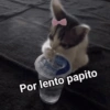 Por lento papito