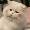 Kucing imlek 17