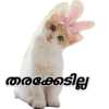 Lollycat 7