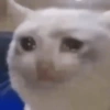 Gatos sem vergonha 🐈 8