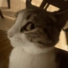 MICHIS 🥰🐱 11