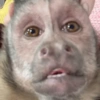 Monkey meme 🐒⭐ 20