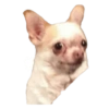 Memes Gatos &amp; Perros 9 👀