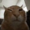 MICHIS 🥰🐱 20