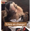 *Llora en chango* 00