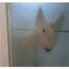 Memes animais 9