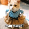 Kucing imlek 6