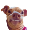 Memes de cachorros 9