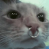 Gatos raros 12