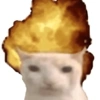Gatos sem vergonha 🐈 5