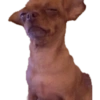 Memes Gatos &amp; Perros 6 😏