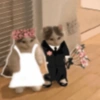 Gatos cura depresión😻 12