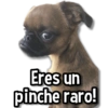Eres un pinche raro!