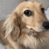DOGUITOS🐶🐾 5
