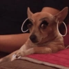 Cachorros caóticos e fofos🤣😍 10