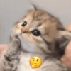 Gatinhos fofos 5