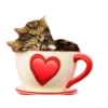 Buongiorno 9