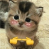 Michitos para enviar 😺💘🤭 3