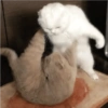 Gatitos para Mandar! 🐈‍⬛ 14