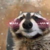 Raccoon Lucu 15