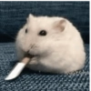 Hamster 🐹 10