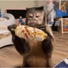 Monkey 13