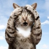 Cute Cats 🐱 9