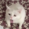 ❤️🐱Michitos reacciones🐱❤️ 9