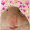 Hamster 🐹 9